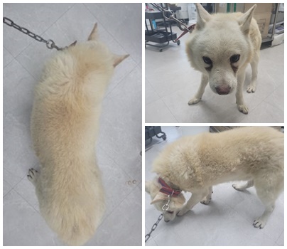 논산시 동물보호센터_444454202401096